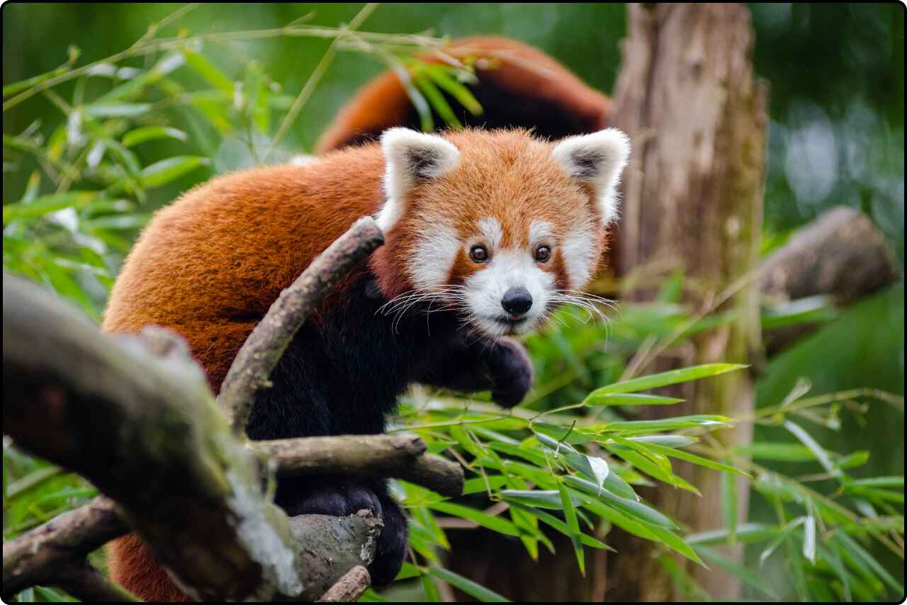 A vibrant orange and black animal perched on a tree branch.